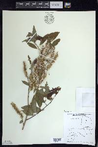 Salix lucida image