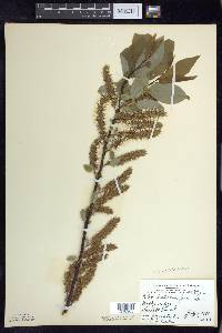 Salix pyrifolia image