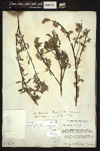 Salix petiolaris image