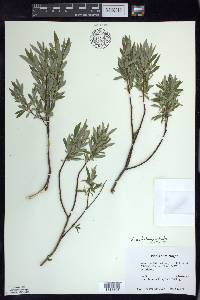 Salix petiolaris image