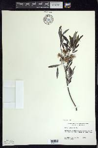 Salix petiolaris image