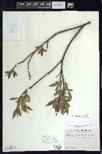 Salix lucida image