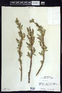 Salix lucida image