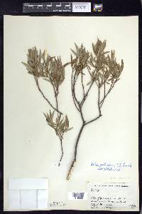 Salix petiolaris image