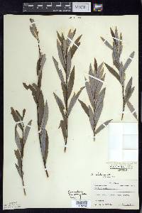 Salix petiolaris image