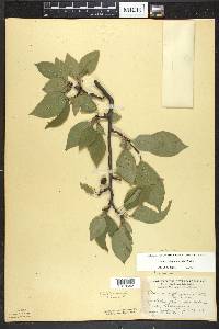 Prunus umbellata image