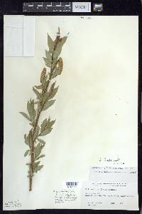 Salix lucida image