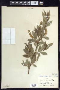 Salix lucida image