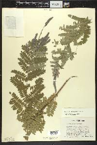 Amorpha canescens image