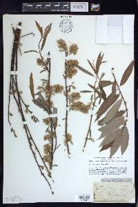 Salix petiolaris image