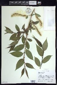 Salix lucida image