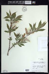 Salix lucida image