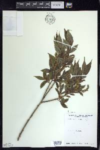 Salix lucida image