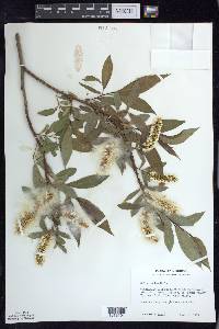 Salix lucida image