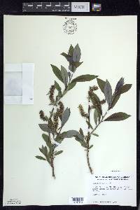 Salix myricoides image