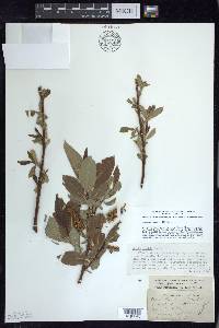 Salix lucida image