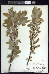 Salix pyrifolia image