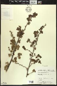 Ribes oxyacanthoides image