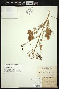 Astragalus neglectus image