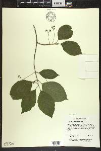 Euonymus atropurpureus image