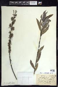 Salix petiolaris image