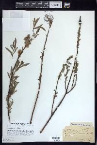 Salix petiolaris image