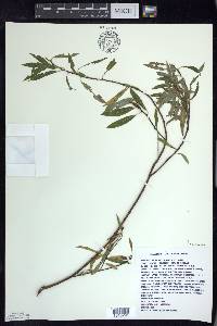 Salix petiolaris image