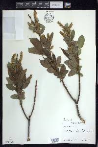 Salix lucida image