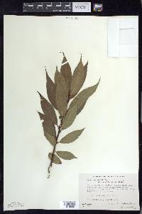 Salix lucida image