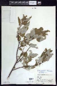 Salix pyrifolia image
