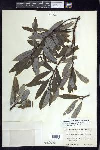 Salix petiolaris image