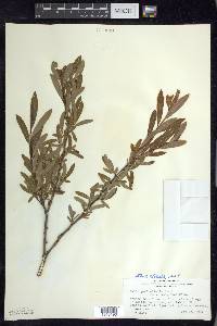 Salix pedicellaris image