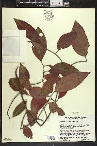 Euonymus atropurpureus image