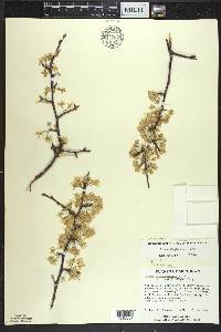 Prunus umbellata image