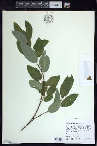 Salix pyrifolia image