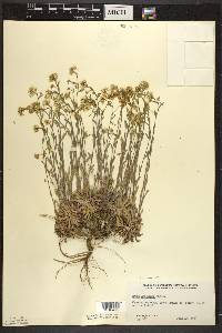 Draba arabisans image