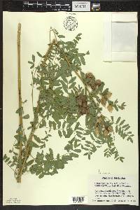 Astragalus neglectus image