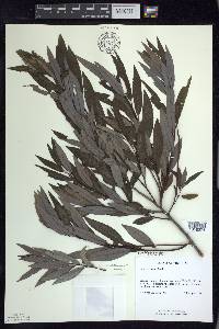 Salix petiolaris image