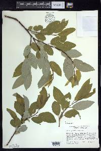 Salix pyrifolia image