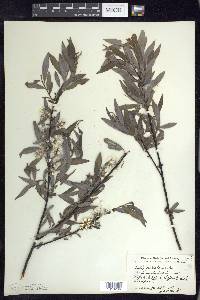 Salix petiolaris image