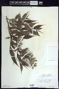 Salix lucida image