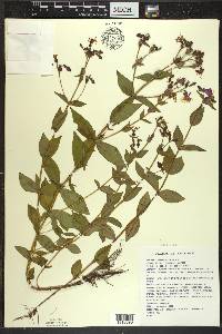 Rhexia virginica image