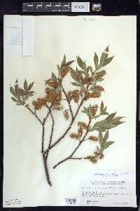 Salix lucida var. angustifolia image