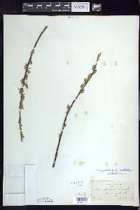 Salix petiolaris image