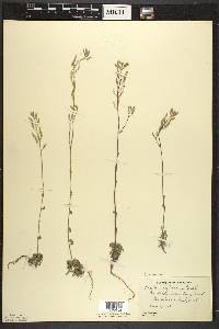 Draba arabisans image