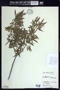 Salix petiolaris image