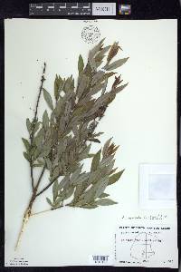 Salix myricoides image