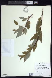 Salix pyrifolia image