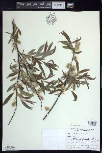 Salix petiolaris image