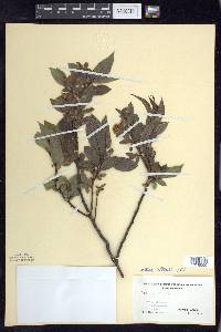 Salix lucida image